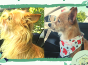 Before After: Meet This Month's Paws Reaction Featured Pets!