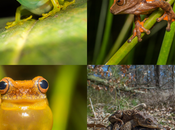 Error-free Genetic Repositories: Case Amphibians