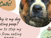 Doody Calls: What with Coprophagia Canine