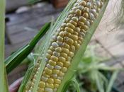 Back Corn