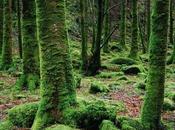 Does Moss Grow Types That