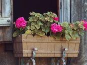 Choose Best Flowers Window Boxes