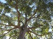 Pecan Tree Overview: Varieties, Planting, Watering, Sunlight, Temperature, Feeding, Harvesting