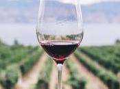 South Africa’s Wine Industry Recover from COVID-19?