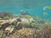 Most Gorgeous Coral Reefs Around World (With Pictures)