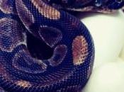 Ball Python Saint Louis Lays Eggs Even Though Hasn’t Been Around Male Years