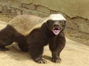 Honey Badger Most Fearless Animal Planet