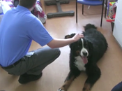 Hospitals Allow Patients’ Dogs Visit