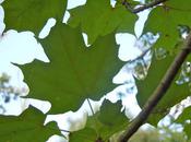 From Concrete Greenery