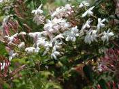 Plant Week: Jasminum Polyanthum