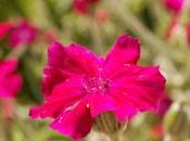 Plant Week: Lychnis Coronaria