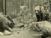 Animals That Became Extinct Lifetime