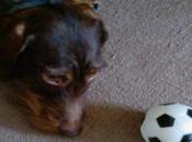 Prognosticators Control, Have Animal Rights Groups Worried