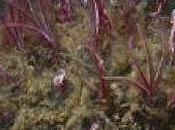 Bone-Eating 'Zombie' Worms Drill With Acid