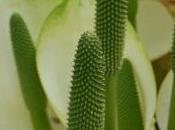 Plant Week: Lysichiton Camtschatcensis