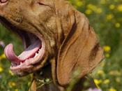 Does Your Catch Yawns? Testing Empathy Social Animals