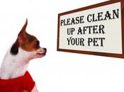 Morning; Took Dump Carpet