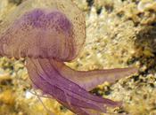 French Riviera Sets Jellyfish "Sting" Operation