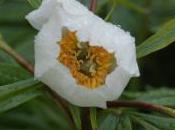 Plant Week: Paeonia Emodi