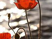 Picking Poppies