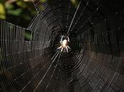 Does Spider Spin Between Trees?