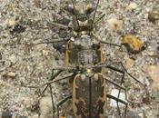 Planet's Coolest Critters--Tiger Beetles