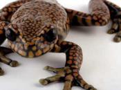 Prince Among Frogs: Meet Hyloscirtus Princecharlesi