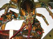 Lobsters Rescued From Certain Death Strange Scenario