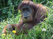 Orangutan Being Forced Quit Smoking Cold Turkey