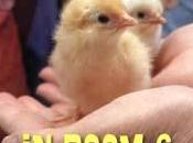 LITLINKS GUEST POST: Kids Chicks Hatch With Their Eyes
