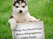 Things Should Know Before Bringing Home Puppy