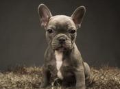 Blue French Bulldog: Interesting Facts About Rare Colored Frenchie
