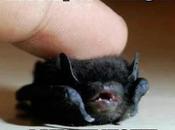 Tips Encouraging Bats Into Your Garden