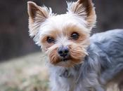 Breeds That Perfect Small Apartment