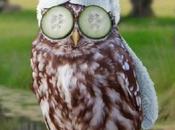 Tips Encouraging Owls Into Your Garden