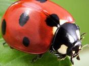 Ladybug Spirit Animal: Should Know