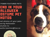 Looking Spooky Pets Halloween Costumes Featured