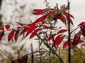 Three Kinds [fall Foliage]