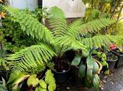 Great Tree Fern Saga