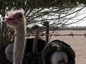 Ever Heard This Australia Years