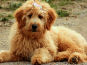 Care Your Goldendoodles Coat With Right Brush