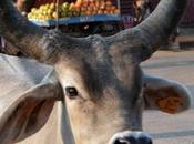 Bowled Over Belle from Kankrej