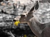 Deer Petunias? (And Keep Them Away)