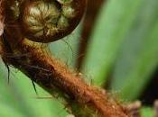 Irritating Plant Month Tree Fern