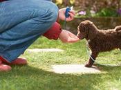 Great Tips Stress-Free Training Puppy