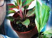 WATCH Bought Aglaonema Lipstick, Variegated Peace Lily, Jade Pothos Sansevieria Dragon Wings