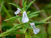 Dronpushpi Medicinal Herb