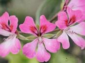 Pink Geranium Varieties Your Garden (Pictures Inside)