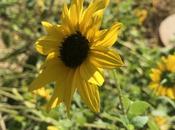 POEM: Last Sunflower Standing