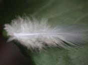 POEM: Floating Feather